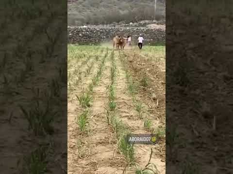 الحرث بالثيران