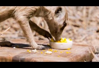 Meerkats LOVE Eating Boiled Eggs BBC Earth Kids