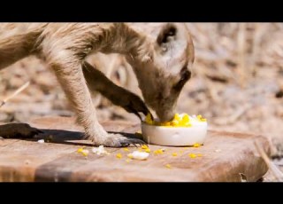 Meerkats LOVE Eating Boiled Eggs BBC Earth Kids