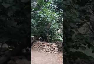 A Donkey Un âne Qui Brait حمار نهيق