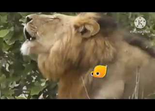  فاصل براعم دعاية الأسد 3 في نام القمر الليل 2011 2012 2013 2014 2015 2016