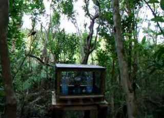  Bellbirds On Tiri Tiri Matangi Island