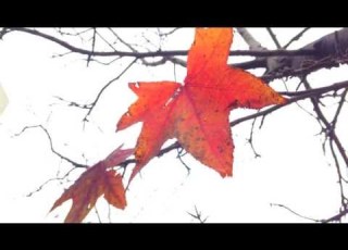 Passenger Golden Leaves