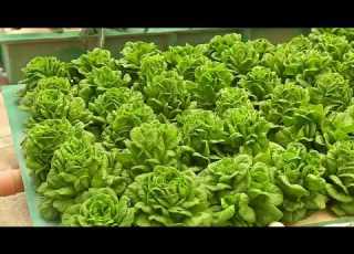  How Oman S First Aquaponics Farm Will Help Promote Organic Produce In The Sultanate