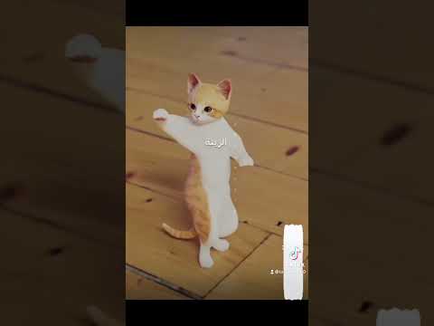 رقص قطة على اغنية جوجو جوجو Shorts اشتراك 2023
