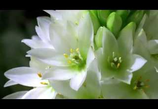 الصلاة على النبي ﷺ بصوت عبدالباسط عبدالصمد