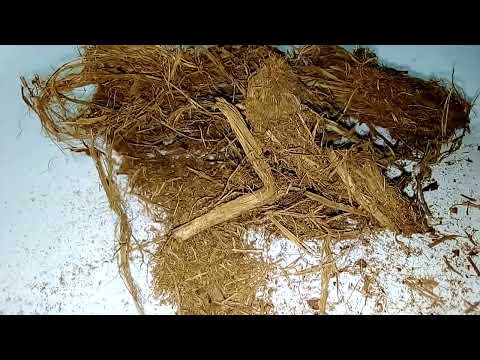 MAVI YA TEMBO Elephant Dung 255629648201