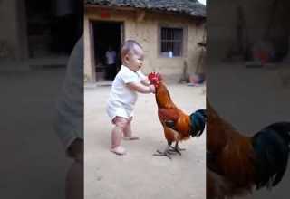 Chicken Funnyvideo Chickensong Hen Song Funnychickensong
