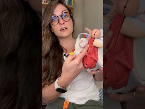 Why Does My Penis Hurt Watch This Video Pelvicfloor Pelvicpain Pelvichealth