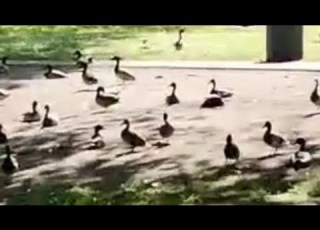 جزيرة البط في الحديقة