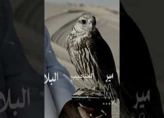  شيله يا طير جاوب شاعر باح مكنون