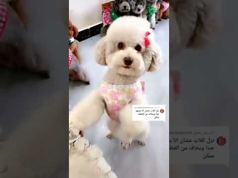 Random Shorts افضل مربي