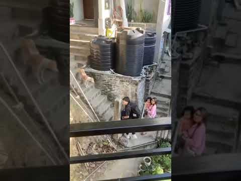 Amos Northeast Shorts Viralvideo