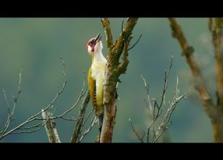 Bird Sounds Green Woodpecker Picus Viridis