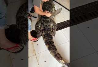 Freshly Baked Crocodile National Delivery Crocodile High End Ingredients