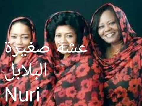 البلابل عشة صغيرة