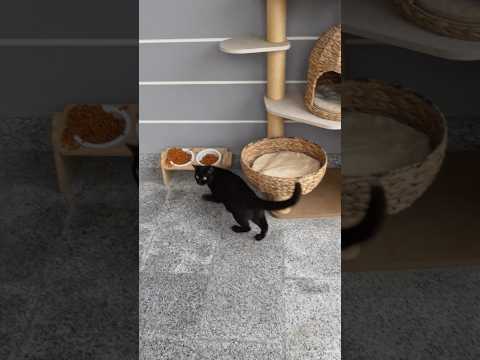 Matcha S House Was Destroyed Neeblife Dubai Cat Rain