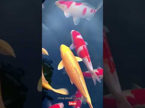 98 السمك الملون Shorts عالم الصين China World