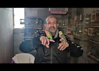 فحص بيض الكناري من أكثر الأخطاء التي يرتكبها المربون شاهدللنهاية