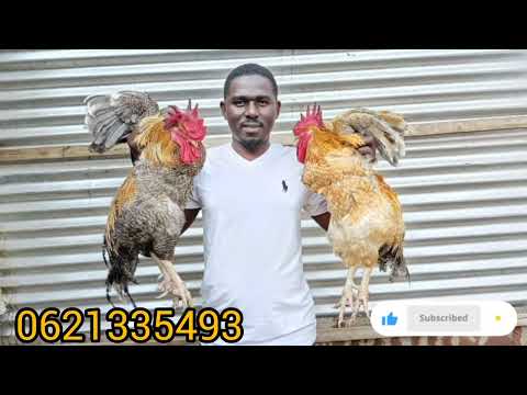 FUGA KUKU CHOTARA KWA BAJETI NDOGO KUKU WA BIASHARA WANAOFUGIKA KIRAHISI SANA