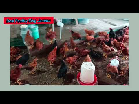 Free Range Desi Poultry Farm In Jammu