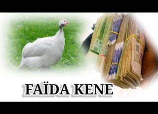  Faida Kene Très Efficace Souratoul Waqia Secrets