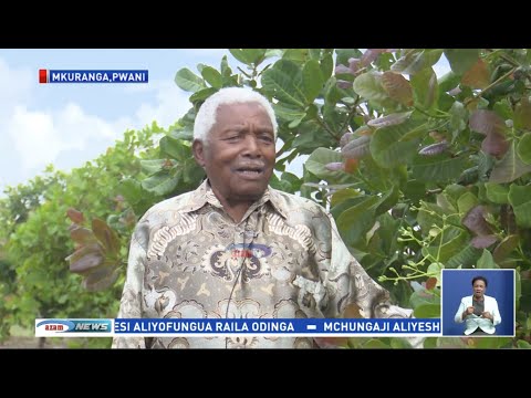 SHAMBANI Rais Mstaafu Mwinyi Na Shamba La Mfano La Korosho