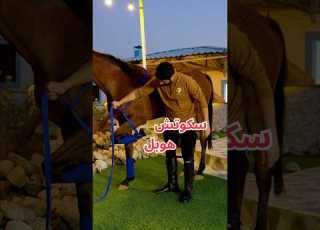  Scotch Hobble قيد الحصان من أنواع تقييد الحصان للسيطره عليه أثناء العلاج والأمور الأخرى سكوتش هوبل