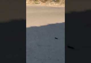 بئر العبد مرور أحد التكفيرين ف شوارع برابعه شمال سيناء