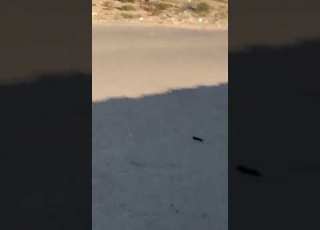 بئر العبد مرور أحد التكفيرين ف شوارع برابعه شمال سيناء