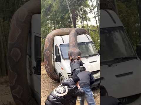 أغرب ثلاث أساطير عن الثعابين الناس فكراها حقيقه وهي كدبه