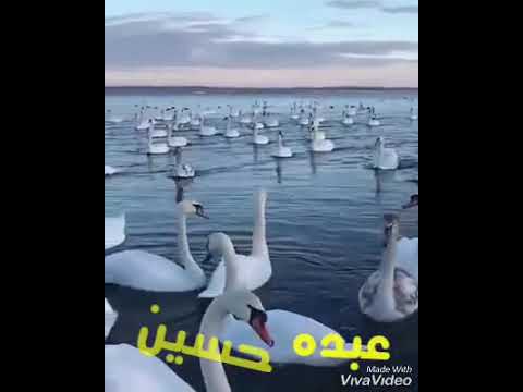 ميل يا حظ علينا أبوعمرو