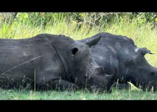 Ziwa Rhino Sanctuary Safari En Uganda Gorila Safari En Bwindi Impenetrable Park