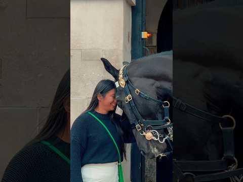 HORSE DISPLAYS HEAD TO HEAD AFFECTION Horse Guards Royal Guard Kings Guard Horse London