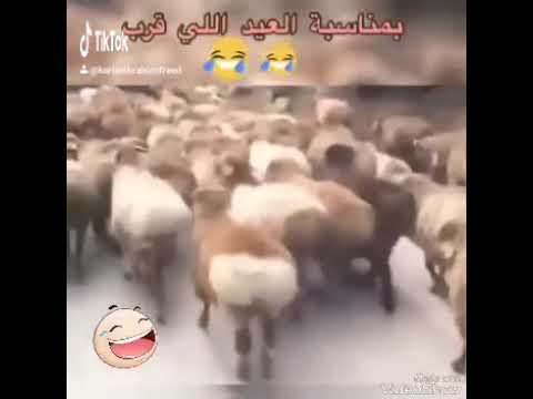 ها دقداقة ها عينا