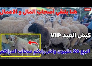  هنا يلتقي أصحاب المال و الأعمال لشراء كباش عيد الأضحى تغطية خاصة حول أسعار كبش العيد اليوم