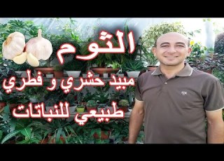 استخدام الثوم كمبيد حشري و فطري طبيعي للنباتات مبيد حشري طبيعي للنبات Using Garlic As Insecticide