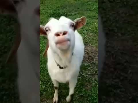 ماعز مضحك جدا