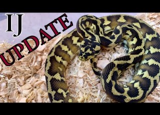 Episode 127 Irian Jaya Papuan Carpet Python Update