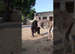  هل الصبي قوي أم الحمار ضعيف أجبره على المشي على قدمين مشهد مذهل