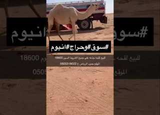  سوق وحراج انيوم