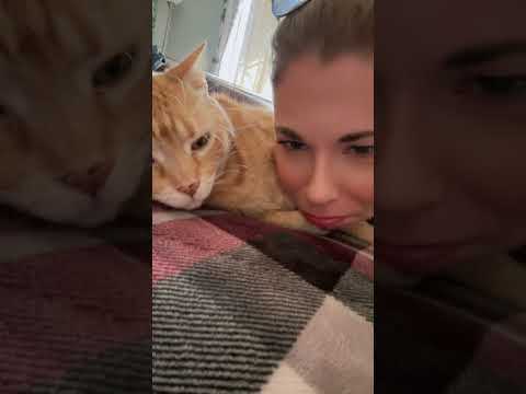 Trending Cat Funny Shorts Fyp Youtubeshorts Viral Viralvideo Trendingshorts 2026 Love