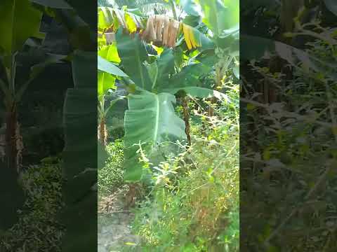 HAPA KUNA FURSA SHAMBA LA MIGOMBA Tunazo Dawa Halisi Zenye Kutibu Magonjwa Mengi TUTAFUTE HAPA KUNA FURSA SHAMBA LA MIGOMBA Tunazo Dawa Halisi Zenye Kutibu Magonjwa Mengi TUTAFUTE