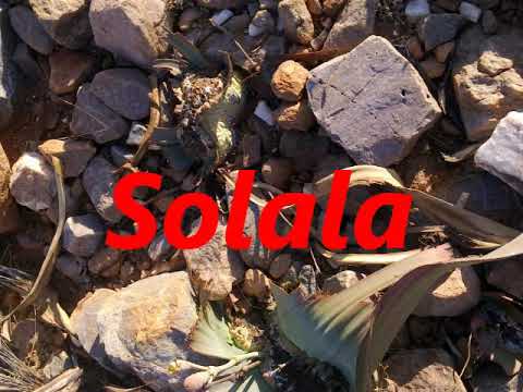 Solala By KOP Walter KOP Sithole