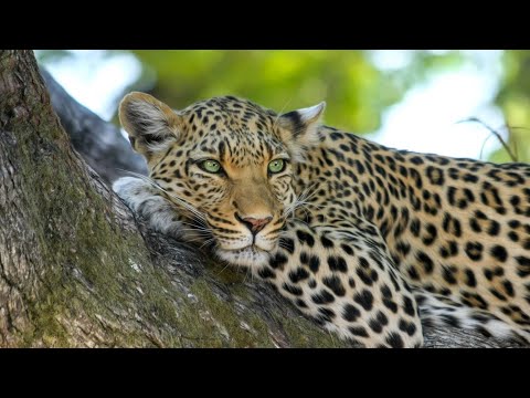 Live Kutoka Mbuga Za Wanyama Serengeti Tanzania