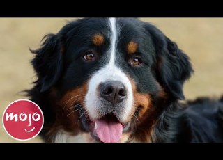  Top 10 Best Dog Breeds For Your First Dog