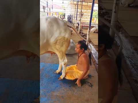 الهندوسي يعبد البقرة Hindus Worship A Cow Shortvideo Explore Shorts Shortvideo