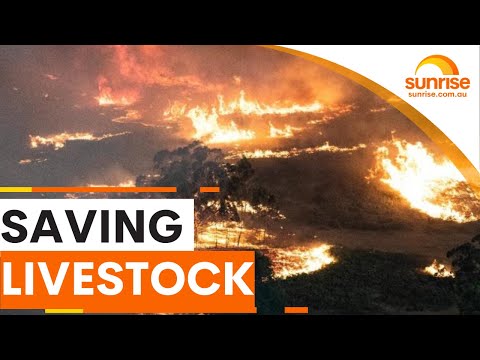 Victorian Farmer S Desperate Fight To Save Cattle From Bushfires Sunrise