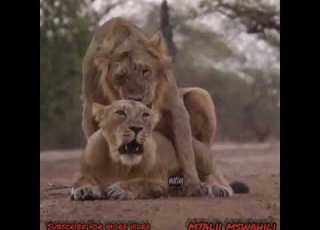 Lion Mating Simba Wakipandana Wakijamiiana