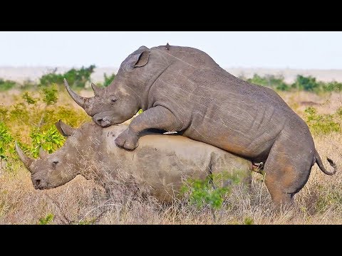 Rhinos Mating In Front Of Tourists